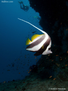 Bannerfish. Canon G10 & Dyron 12 mm Fisheye. by Bea & Stef Primatesta 
